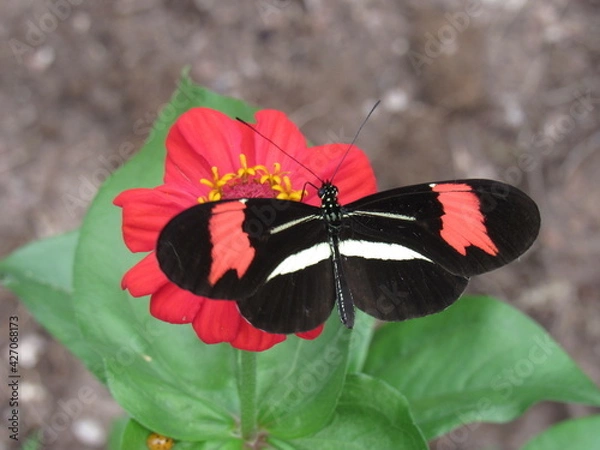 Fototapeta Flores e borboletas.