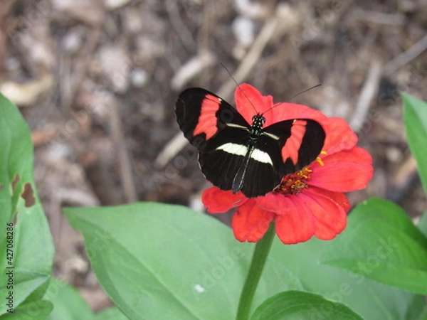 Fototapeta Flores e borboletas.
