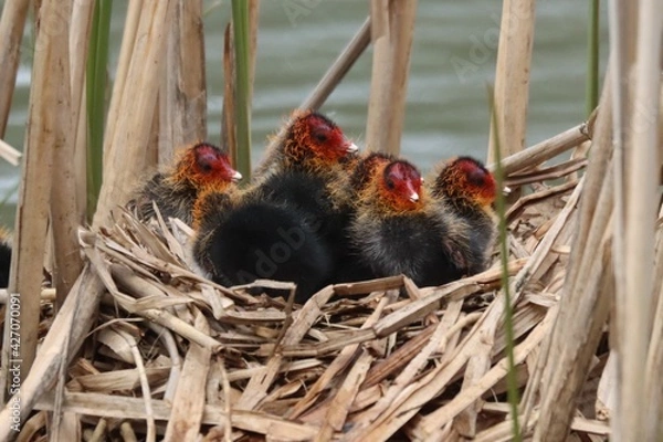 Fototapeta foulque macroule