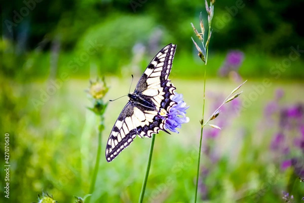 Obraz beautiful swallowtail