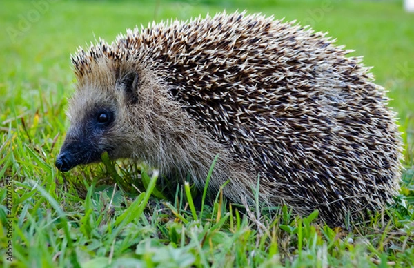 Obraz hedgehog