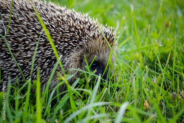 Obraz hedgehog peeping for you