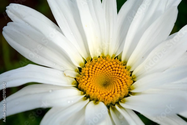 Obraz camomile 