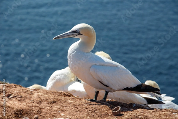 Fototapeta Basstölpel