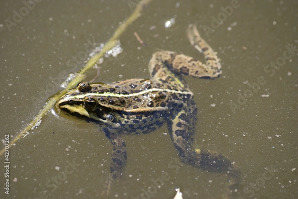 Obraz frog in a pond