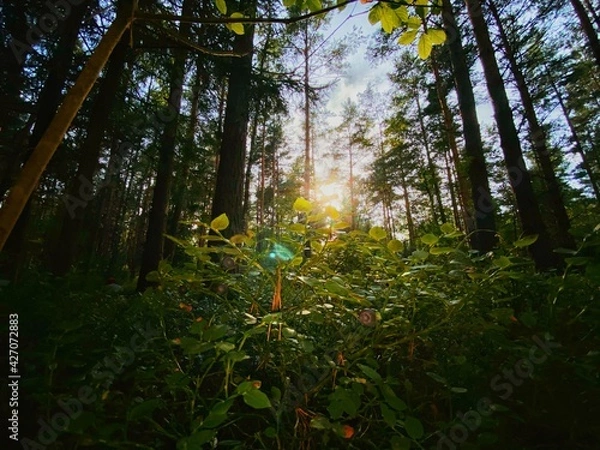 Obraz sun in the forest