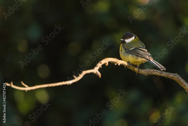 Obraz A close-up of Great tit (Parus major) in the forest.