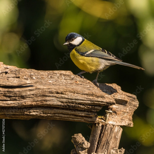 Obraz A close-up of Great tit (Parus major) in the forest.