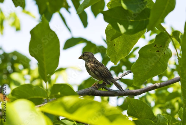 Fototapeta young sparrow in walnut tree