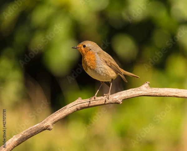 Obraz Robin (Erithacus rubecula) on tree branch.