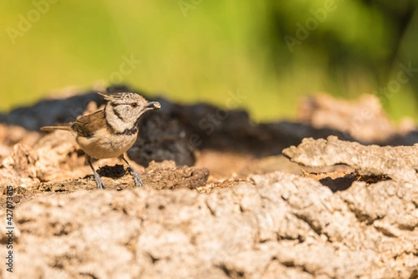 Obraz The European crested tit, or simply crested tit (Lophophanes cristatus) is a passerine bird in the tit family Paridae.