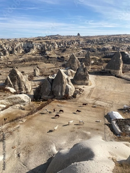Obraz horses in a desert 