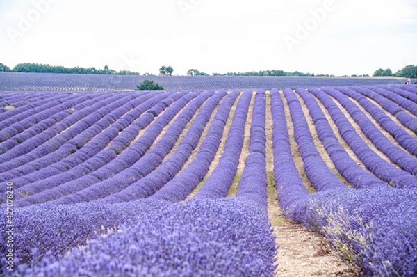 Obraz プロヴァンスの風景・ラベンダー畑