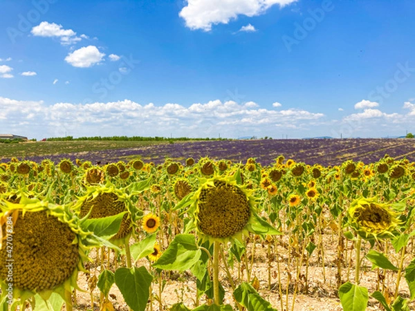 Obraz プロヴァンスの風景・ラベンダーとひまわり畑