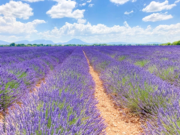 Obraz プロヴァンスの風景・ラベンダー畑