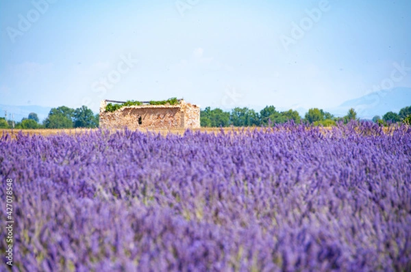 Obraz プロヴァンスの風景・ラベンダー畑