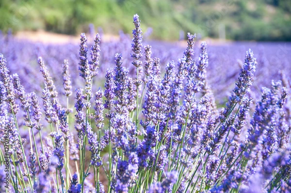 Obraz プロヴァンスの風景・ラベンダー畑