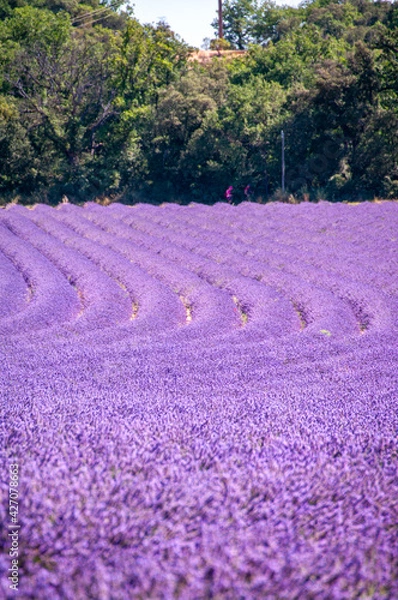 Obraz プロヴァンスの風景・ラベンダー畑