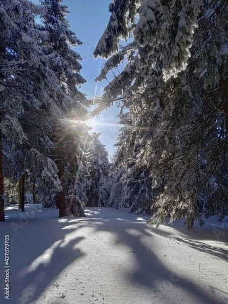 Obraz Snowy sunset between the trees