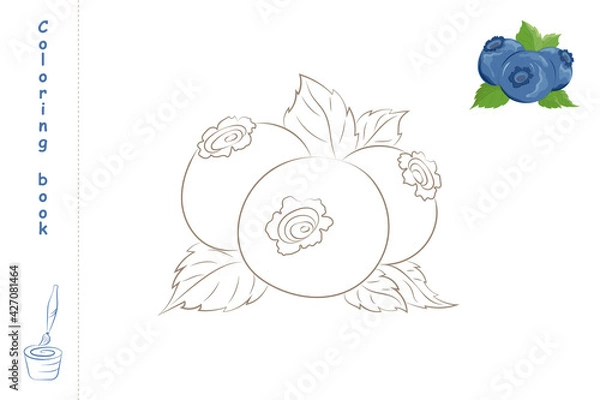 Fototapeta Coloring book blueberry with example