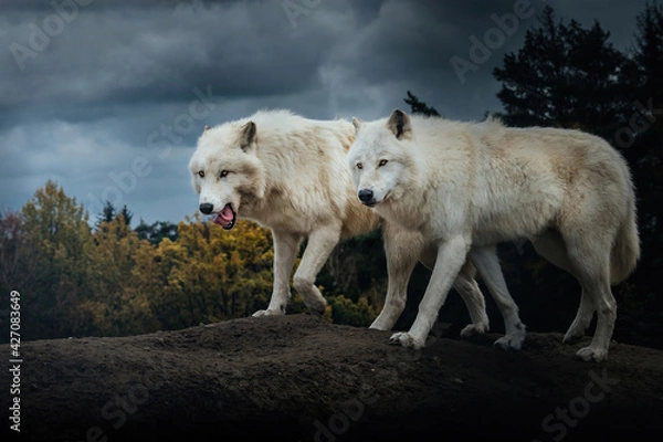 Obraz Two Arctic wolfs (Canis lupus arctos), Brothers on a muddy hill