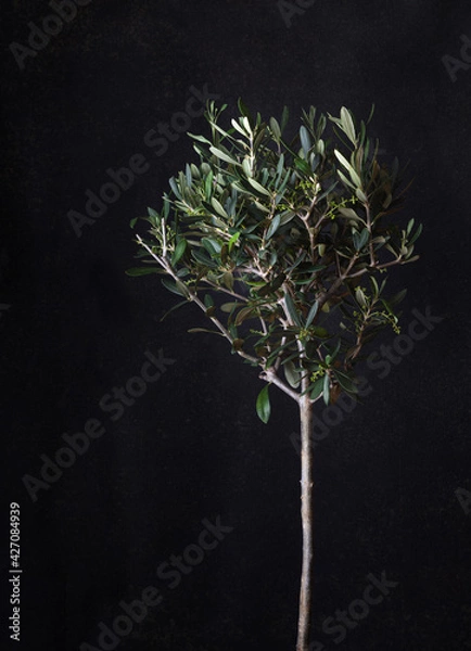 Obraz Olive tree with a black rust background