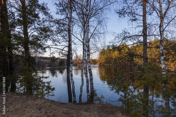 Fototapeta River flood. The pines are illuminated by the rays of the setting sun. Birch and pine trees in the foreground.