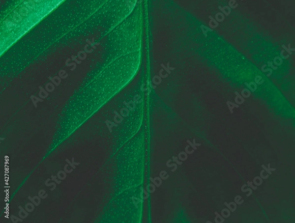 Fototapeta Macro Photos and more of other things