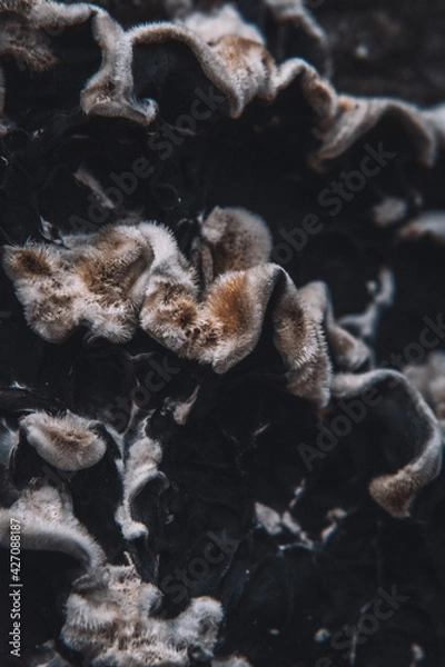 Fototapeta Macro Photos and more of other things