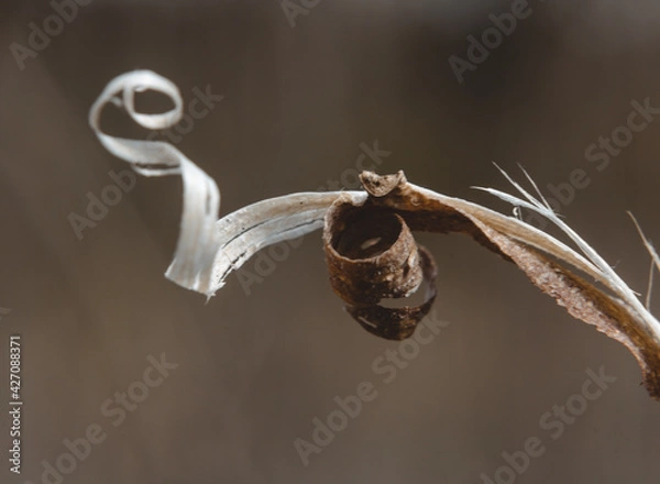 Fototapeta Macro Photos and more of other things