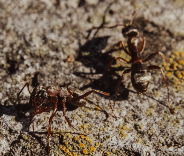 Fototapeta Macro Photos and more of other things