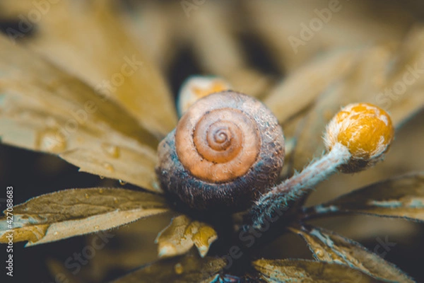 Fototapeta Macro Photos and more of other things