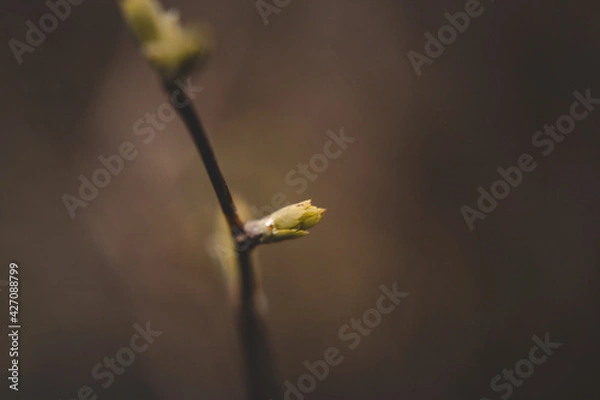 Fototapeta Macro Photos and more of other things