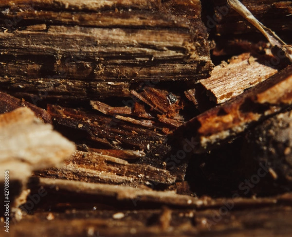 Fototapeta close up of a log