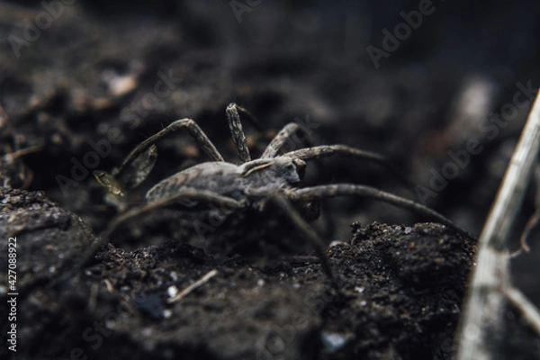 Fototapeta Macro Photos and more of other things