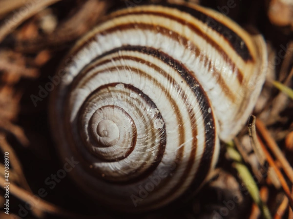 Fototapeta Macro Photos and more of other things