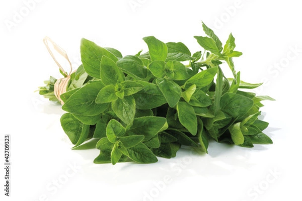 Obraz Fresh-picked oregano