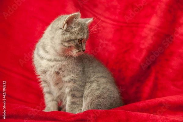 Obraz the kitten sits on a red velvet carpet and looks at foreign objects. Beautiful kitty. home pet