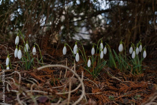 Fototapeta Snowdrops with white buds under the lower branches and in the shade of thuja, the ground is covered with old twigs and fallen yellow leaves of thuja.