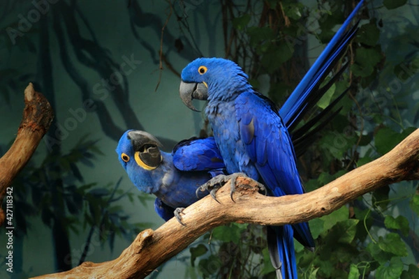 Obraz Pair of blue hyacinth macaw, Anodorhynchus hyacinthinus, perched on branch. The largest macaw and flying parrot species. Wildlife scene from nature habitat. Habitat Amazon Basin.