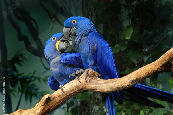 Obraz Pair of blue hyacinth macaw, Anodorhynchus hyacinthinus, perched on branch touching beaks. The largest macaw and flying parrot species. Wildlife scene from nature habitat. Habitat Amazon Basin.