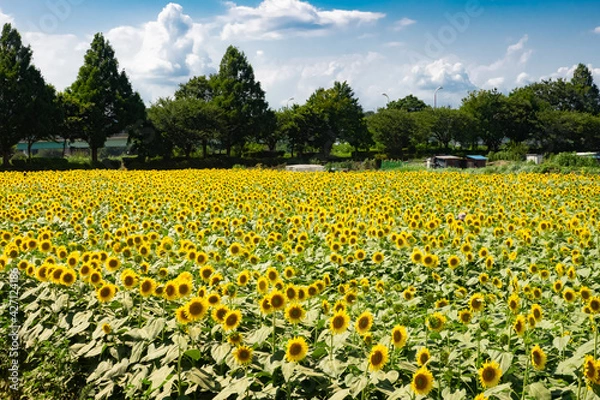 Fototapeta 夏の風物詩、座間市のひまわり畑