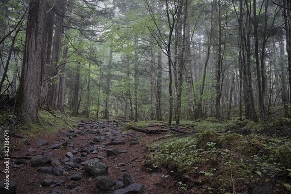 Obraz 八ヶ岳連峰での登山風景、美嚢戸口からの登山道