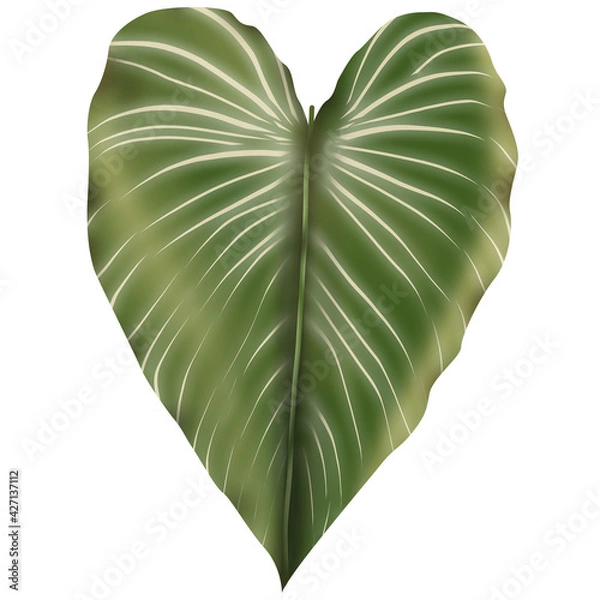 Fototapeta Philodendron Gloriosum growing wild in the rain forest  isolated on white background.  Green velvet, white vein, heart shape, rainforest foliage, huge leaf. Suitable for indoor plant.