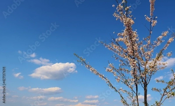 Fototapeta 春の空　河川に咲く桜　風景