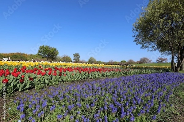 Fototapeta 馬見丘陵公園　チューリップフェア