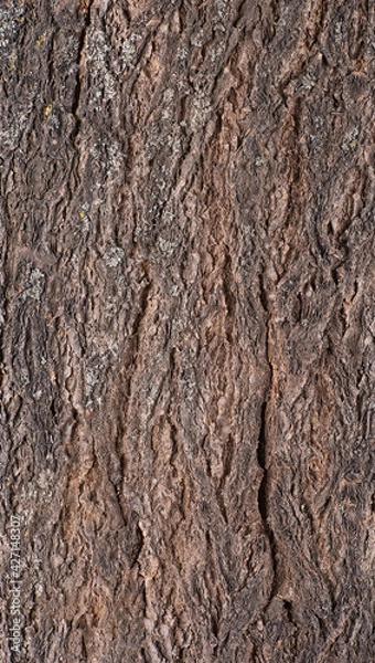 Fototapeta Abstract tree bark texture with high detail and volumetric light