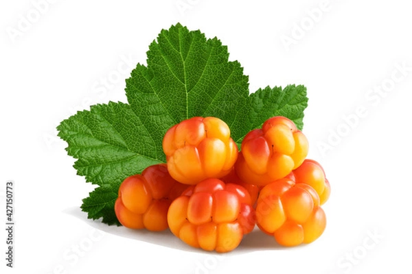 Fototapeta Several cloudberries with a leaf isolated on a white background with clipping path with and without shadow