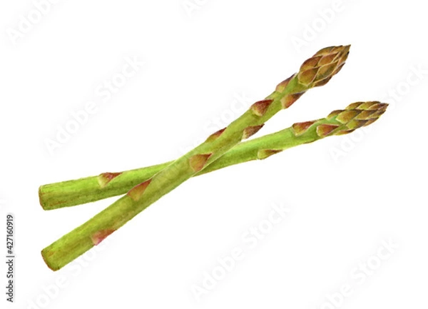 Obraz アスパラガスの手描きイラスト