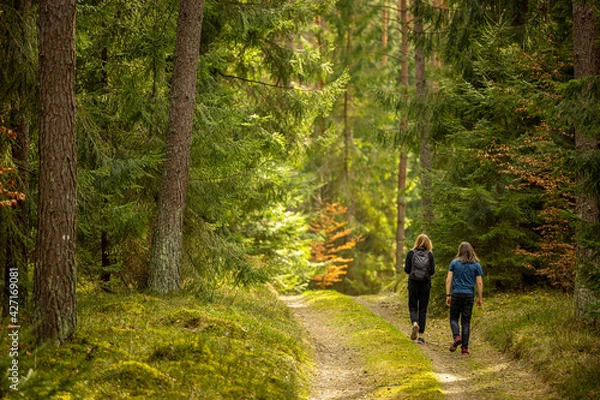 Fototapeta Early spring - a backpacking walk through a beautiful green forest - Poland, Warmia and Masuria